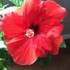 carol_stewart_